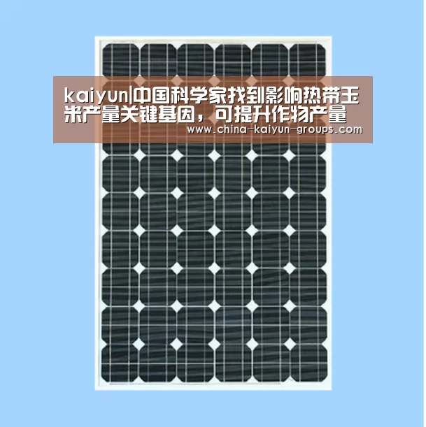 kaiyun|中国科学家找到影响热带玉米产量关键基因，可提升作物产量(图2)